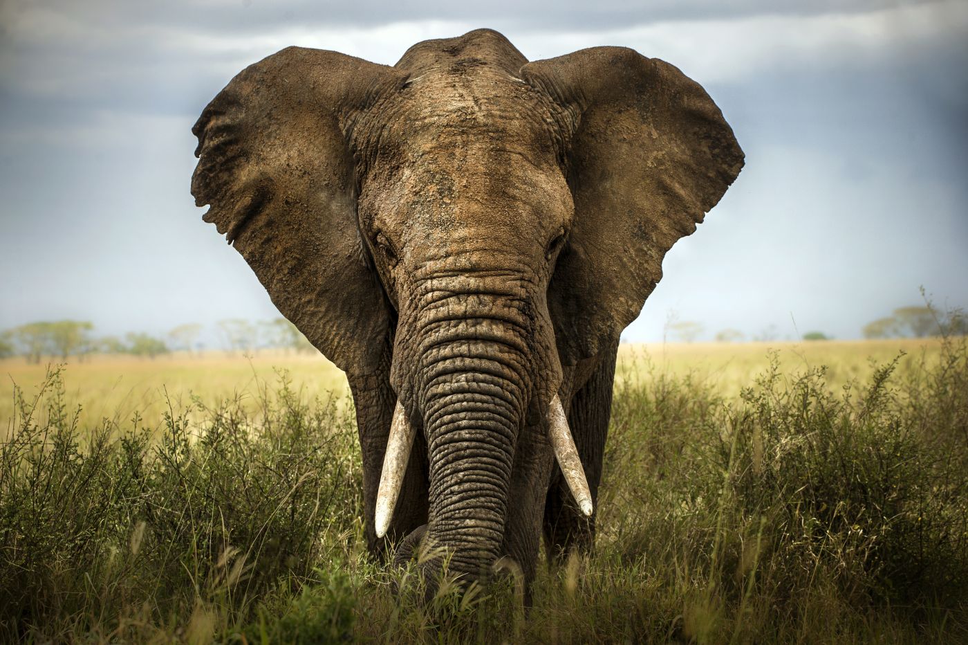 Large bull elephant with ears flared standing in open grassland.